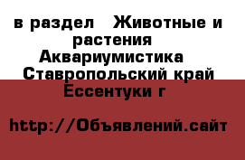  в раздел : Животные и растения » Аквариумистика . Ставропольский край,Ессентуки г.